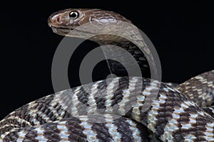 Zebra spitting cobra Naja nigricincta nigricincta photo