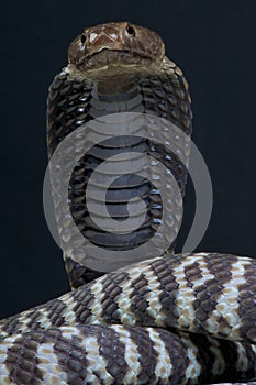 Zebra spitting cobra / Naja nigricincta photo