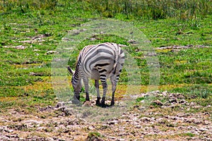 Zebra spotted grazing in the wilderness