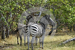 Zebra Stallion