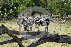 Zebra Stallion