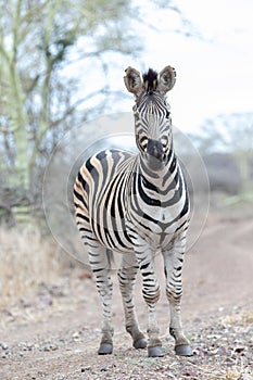 Zebra stallion curiously eyeing photographer on dirt road in Africa photo