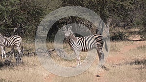 Zebra Stallion facing camera protecting his herd.