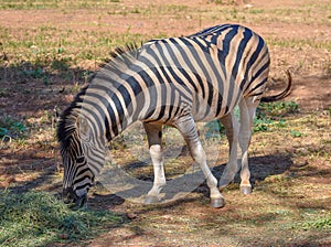A zebra stallion standing in the shade
