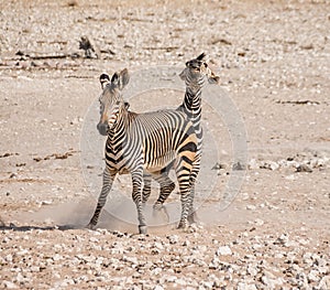 Zebra Stallions Fighting