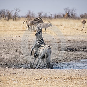 Zebra Stallions Fighting