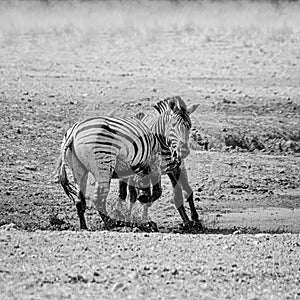 Zebra Stallions Fighting