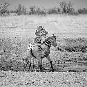 Zebra Stallions Fighting