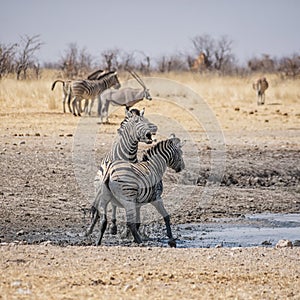 Zebra Stallions Fighting