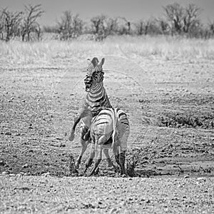 Zebra Stallions Fighting