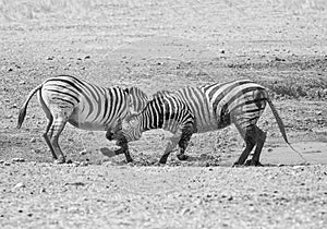 Zebra Stallions Fighting