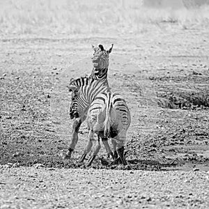 Zebra Stallions Fighting