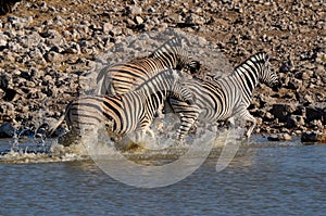 Zebra stampede, Okaukeujo waterhole