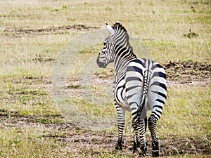 A zebra standing alone