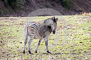 Zebra standing alone in the Okavango Delta, Botswana, Africa