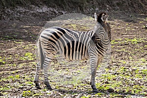 Zebra standing alone in the Okavango Delta, Botswana, Africa