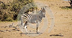 Zebra standing alone in the Okavango Delta, Botswana, Africa