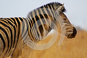 Zebra face pattern