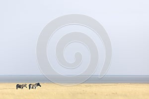 Zebra standing in grass