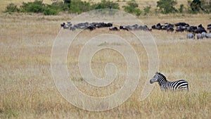 Zebra standing in the grass of the African savanna against the background of the herd of wildebeest gnu