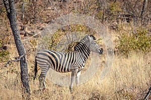 Zebra standing in the grass and starring