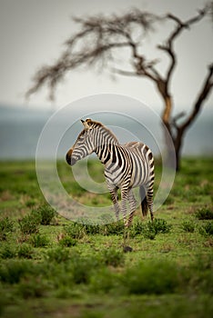 Zebra standing with head turned by tree