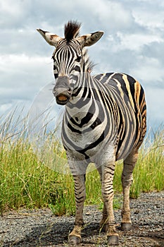 Zebra standing in the Hluhluwe Imfolozi Game Reserve