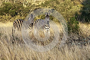 Zebra standing in long grass, with sun setting