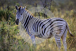 Zebra standing in long grass, with sun setting