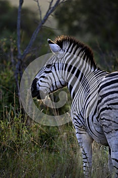 Zebra standing in long grass, with sun setting