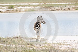 Zebra standing/looking by the dam