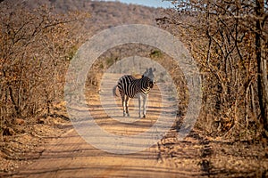 Zebra standing in the middle of a bush road