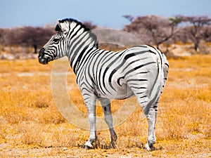 Zebra standing in the middle of dry african grassland, Etosha National Park, Namibia, Africa