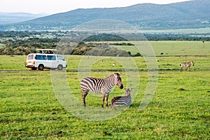 zebra standing in savanna grassland with background of safari tourist car. Masai Mara National Reserve Kenya