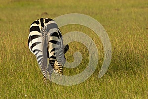 Zebra standing on the savannah