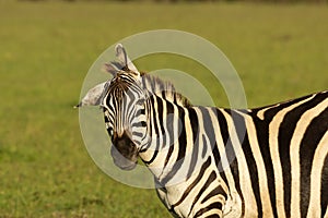Zebra standing on the savannah