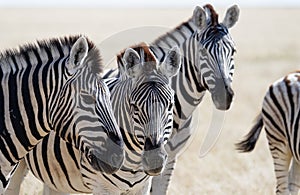 Zebra are standing on the savannah in a group in Namibia