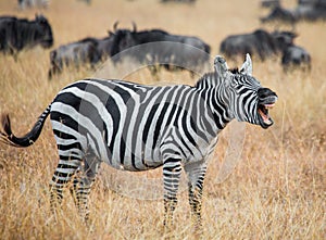 Zebra standing in the savannah and yawning. Kenya. Tanzania. National Park. Serengeti. Masai Mara.
