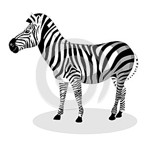 Zebra photo