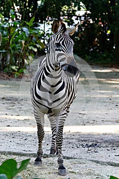 Zebra standing tall, portrait