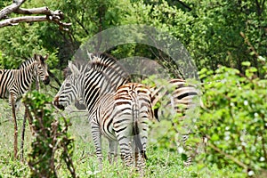 ZEBRA STANDING TOGETHER IN GREEN SOUTH AFRICAN BUSH LANDSCAPE