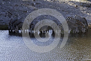 Zebra standing in water drinking at watering hole