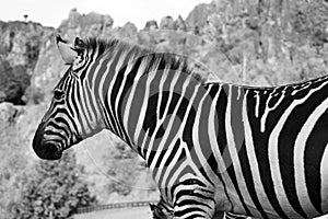 A zebra stands alone in a field