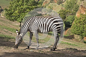 A zebra stands alone in a field