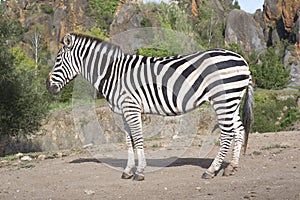 A zebra stands alone in a field