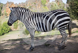 A zebra stands alone in a field