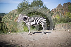 A zebra stands alone in a field