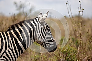 a zebra stands alone in a grassy field with bushes and trees in the background