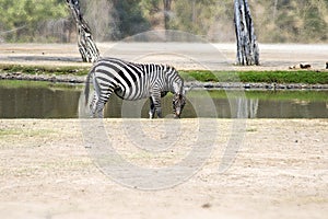 Zebra stands alone near the pond, eating the grass.