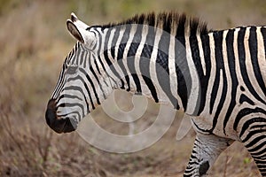 a zebra stands in an area that is full of dried grass